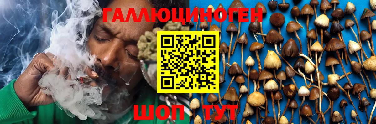Галлюциногенные грибы Cubensis Кимры